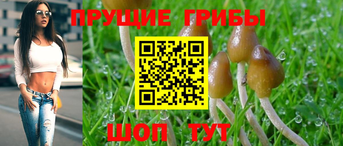 Ростов-на-Дону  Галлюциногенные грибы Psilocybine cubensis  Вход с VPN 